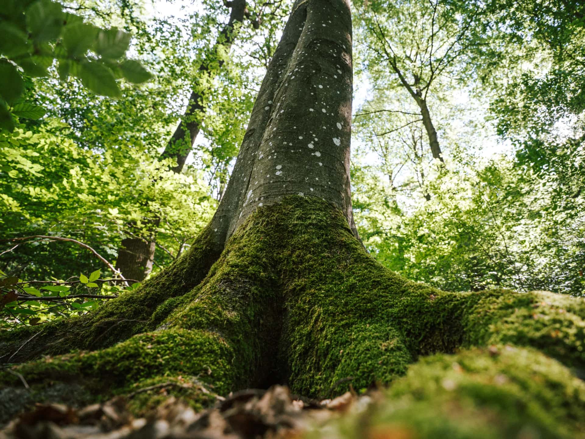 Wildnisjuwel Wershofen